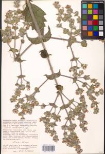 MHA 0 156 090, Salvia aethiopis L., Middle Asia, Caspian Ustyurt & Northern Aralia (M8) (Kazakhstan)