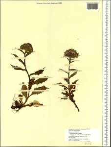 Saussurea nuda, Siberia, Chukotka & Kamchatka (S7) (Russia)