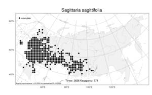 Sagittaria sagittifolia L., Atlas of the Russian Flora (FLORUS) (Russia)