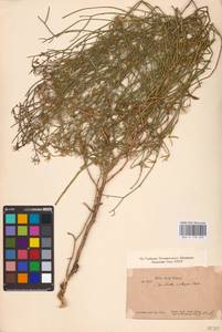 Chondrilla ambigua Fisch. ex Kar. & Kir., Middle Asia, Caspian Ustyurt & Northern Aralia (M8) (Kazakhstan)