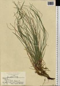 Carex pediformis C.A.Mey., Eastern Europe, Central region (E4) (Russia)