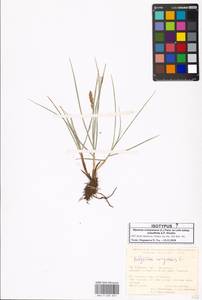 Blysmus compressus subsp. subulifolius A.P.Khokhr., South Asia, South Asia (Asia outside ex-Soviet states and Mongolia) (ASIA) (Turkey)