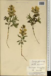 Thermopsis lanceolata R.Br., Mongolia (MONG) (Mongolia)