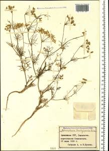 Aphanopleura trachysperma Boiss., Caucasus, Armenia (K5) (Armenia)