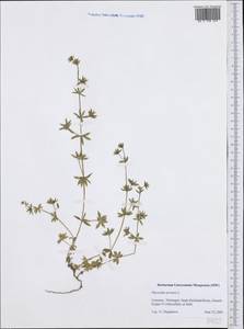 Sherardia arvensis L., Western Europe (EUR) (Germany)