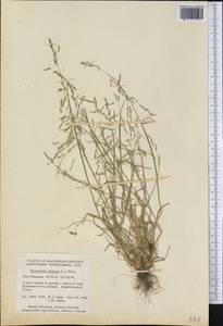 Puccinellia distans (Jacq.) Parl., America (AMER) (Canada)