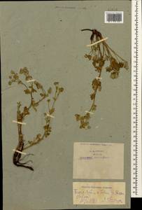 Potentilla argentea L., Caucasus, Armenia (K5) (Armenia)