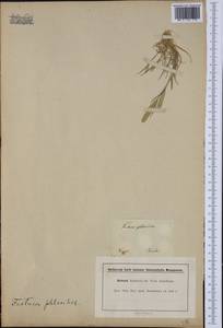 Rostraria cristata (L.) Tzvelev, Western Europe (EUR) (France)