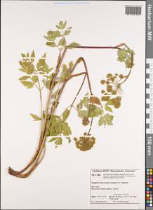 Angelica decurrens (Ledeb.) B.Fedtsch., Siberia, Central Siberia (S3) (Russia)