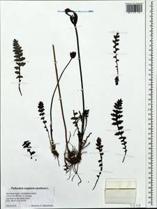 Pedicularis sceptrum-carolinum, Eastern Europe, Northern region (E1) (Russia)