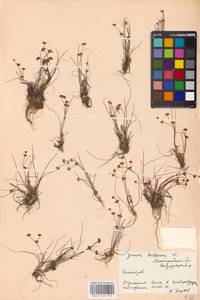 Juncus bulbosus L., Eastern Europe, North-Western region (E2) (Russia)