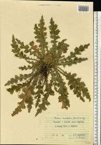 Cirsium esculentum (Siev.) C. A. Mey., Eastern Europe, Volga-Kama region (E7) (Russia)