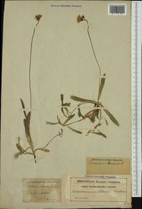 Pilosella floribunda (Wimm. & Grab.) Fr., Western Europe (EUR) (Sweden)