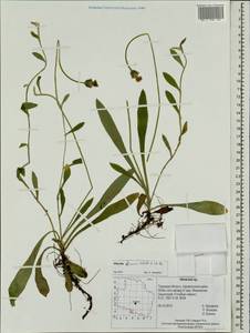 Pilosella officinarum Vaill., Eastern Europe, North-Western region (E2) (Russia)