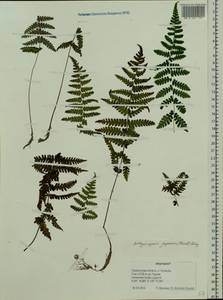 Deparia japonica (Thunb.) M. Kato, Siberia, Russian Far East (S6) (Russia)
