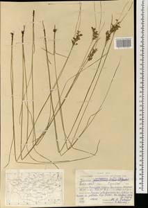 Juncus orchonicus Novikov, Mongolia (MONG) (Mongolia)