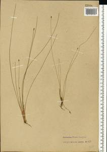 Eleocharis quinqueflora (Hartmann) O.Schwarz, Eastern Europe, North-Western region (E2) (Russia)