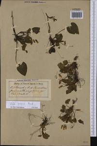 Viola suavis M. Bieb., Eastern Europe, Central forest-and-steppe region (E6) (Russia)