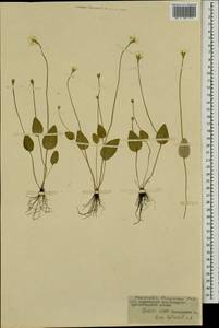 Parnassia laxmannii Pall. ex Schult., Mongolia (MONG) (Mongolia)