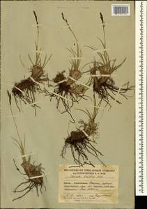 Carex tristis M.Bieb., Caucasus, South Ossetia (K4b) (South Ossetia)