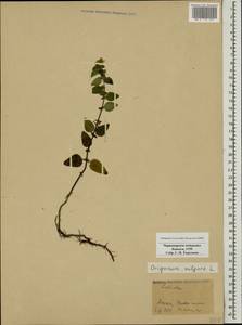 Origanum vulgare L., Caucasus, Black Sea Shore (from Novorossiysk to Adler) (K3) (Russia)