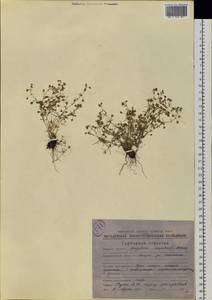 Spergularia rubra (L.) J. Presl & C. Presl, Siberia, Chukotka & Kamchatka (S7) (Russia)