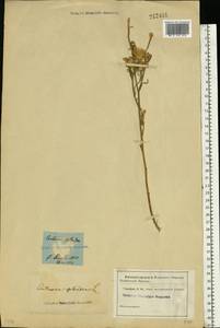 Centaurea splendens L., Eastern Europe, Lower Volga region (E9) (Russia)
