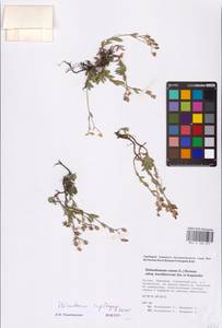 Helianthemum rupifragum A. Kern., Eastern Europe, Eastern region (E10) (Russia)