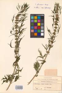 MHA 0 154 630, Leonurus glaucescens Bunge, Eastern Europe, Lower Volga region (E9) (Russia)