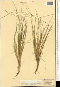 Festuca artvinensis Markgr.-Dann., Caucasus, Georgia (K4) (Georgia)