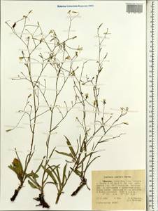 Lactuca inermis Forssk., Africa (AFR) (Ethiopia)