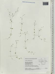 Linum catharticum L., Eastern Europe, Central region (E4) (Russia)