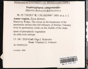 Isopterygiopsis catagonioides (Broth.) Ignatov & Ignatova, Bryophytes, Bryophytes - Russian Far East (excl. Chukotka & Kamchatka) (B20) (Russia)