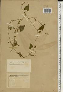 Fallopia convolvulus (L.) Á.Löve, Eastern Europe, Northern region (E1) (Russia)