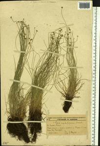 Carex onoei Franch. & Sav., Siberia, Russian Far East (S6) (Russia)