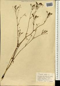 Carum carvi L., Mongolia (MONG) (Mongolia)