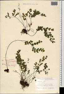 Adiantum capillus-veneris L., Caucasus, Abkhazia (K4a) (Abkhazia)