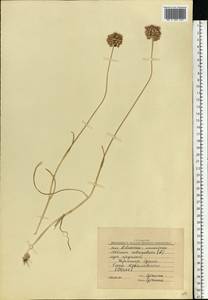 Allium rotundum L., Eastern Europe, South Ukrainian region (E12) (Ukraine)