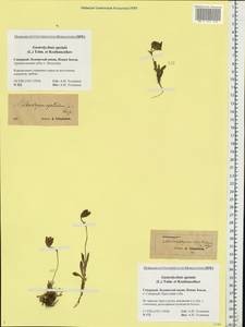 Silene uralensis subsp. apetala (L.) Bocquet, Eastern Europe, Northern region (E1) (Russia)