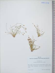KHA2256, Eleocharis ovata (Roth) Roem. & Schult., Siberia, Russian Far East (S6) (Russia)