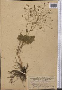 Thalictrum isopyroides C. A. Mey., Middle Asia, Western Tian Shan & Karatau (M3) (Kazakhstan)