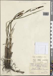 Carex acutiformis Ehrh., Caucasus, North Ossetia, Ingushetia & Chechnya (K1c) (Russia)