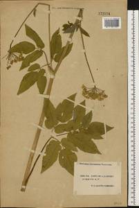 Aegopodium podagraria L., Eastern Europe, South Ukrainian region (E12) (Ukraine)
