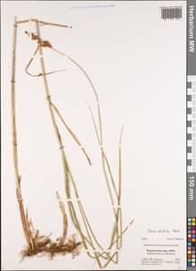 Carex disticha Huds., Eastern Europe, Central forest-and-steppe region (E6) (Russia)