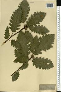 Quercus, Caucasus, Azerbaijan (K6) (Azerbaijan)