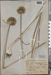 Allium sativum L., Middle Asia, Western Tian Shan & Karatau (M3) (Uzbekistan)