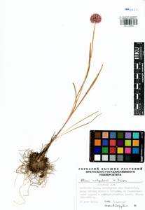 Allium malyschevii N.Friesen, Siberia, Baikal & Transbaikal region (S4) (Russia)