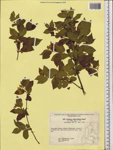 Lonicera ruprechtiana Regel, Siberia, Russian Far East (S6) (Russia)