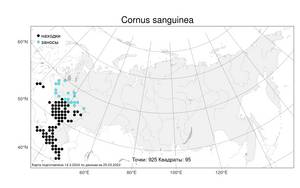 Cornus sanguinea L., Atlas of the Russian Flora (FLORUS) (Russia)