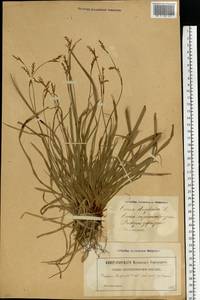 Carex digitata L., Eastern Europe, Latvia (E2b) (Latvia)